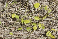Convolvulus waitaha