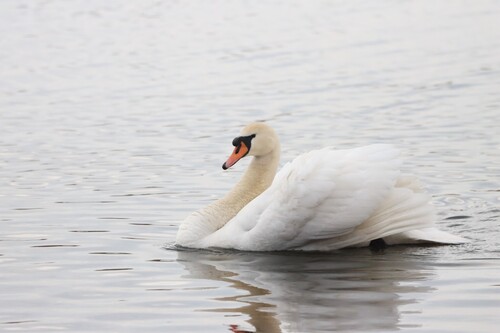 Cygne tuberculé