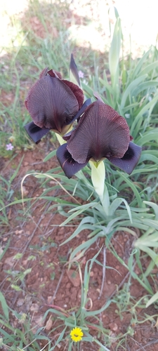 Judean Iris