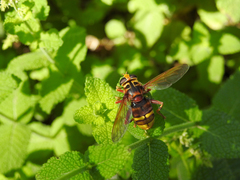 Milesia crabroniformis