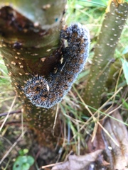 Acronicta hastulifera