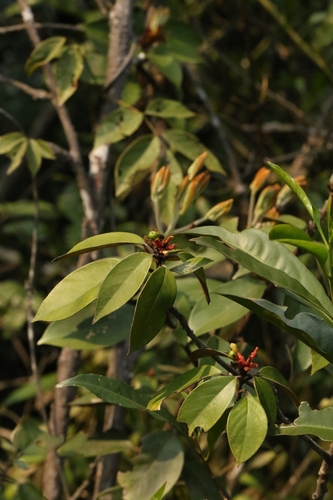 Yellow Machilus (Machilus grijsii)