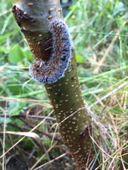 Acronicta hastulifera