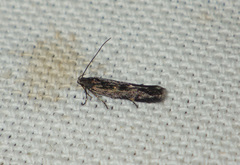 Aproaerema anthyllidella