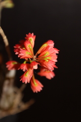 Dendrobium faciferum