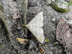 Renia flavipunctalis