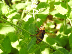 Milesia crabroniformis