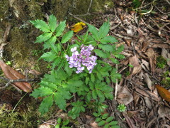 Cardamine tangutorum