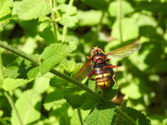 Milesia crabroniformis