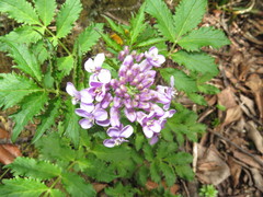Cardamine tangutorum