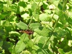 Milesia crabroniformis