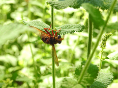 Milesia crabroniformis