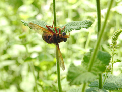 Milesia crabroniformis