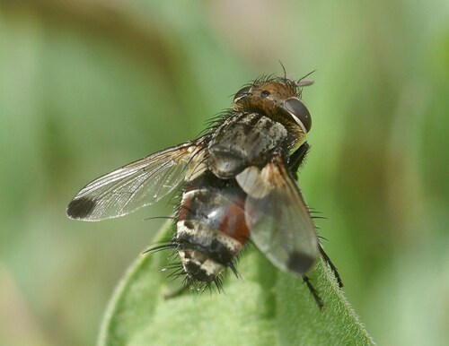 Gonia maculipennis