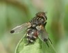 Gonia maculipennis - Photo (c) Roman, some rights reserved (CC BY), uploaded by Roman