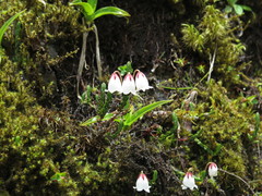 Cassiope selaginoides