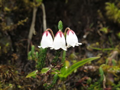 Cassiope selaginoides