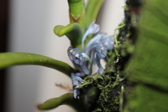 Cleisocentron gokusingii