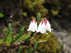 Cassiope selaginoides