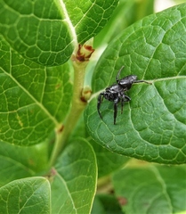 Salticidae