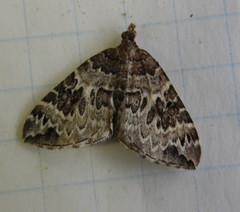 Eulithis explanata
