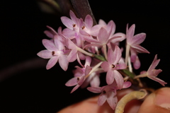 Vanda christensoniana