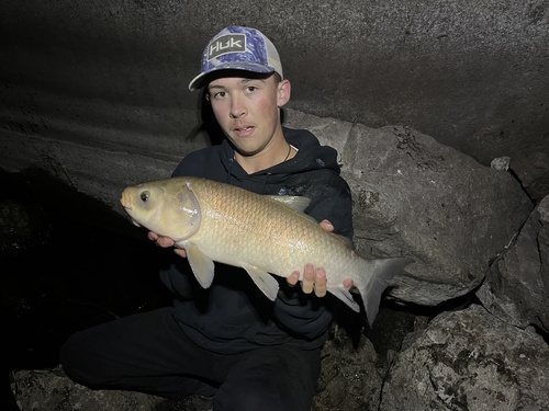 Bigmouth buffalo (Ictiobus cyprinellus) — Catostomidae — 3