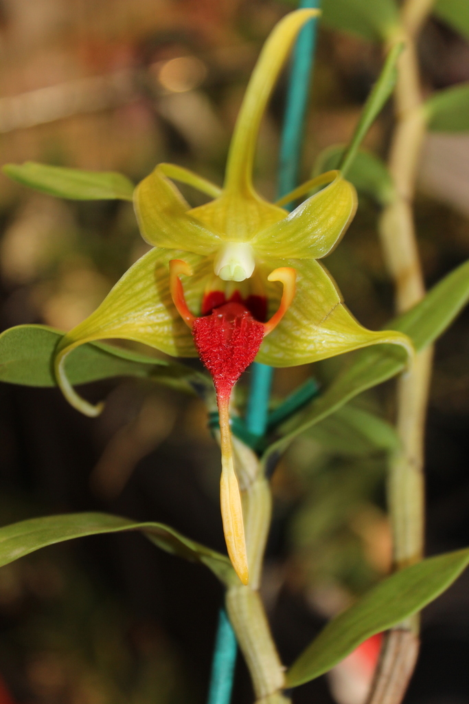 Dendrobium tobaense J.J.Wood & J.B.Comber
