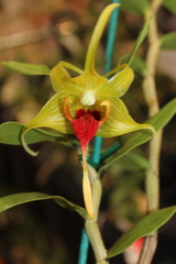Dendrobium tobaense