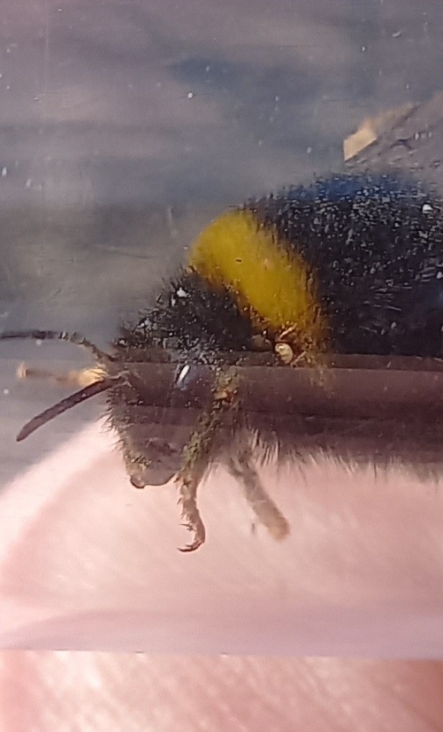 Parasitellus C.Willmann, 1939