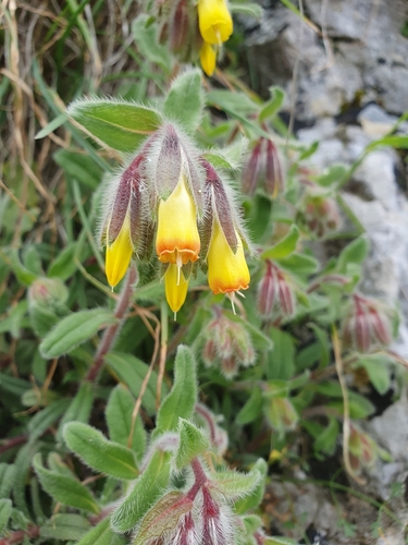 Onosma frutescens, photograph 4
