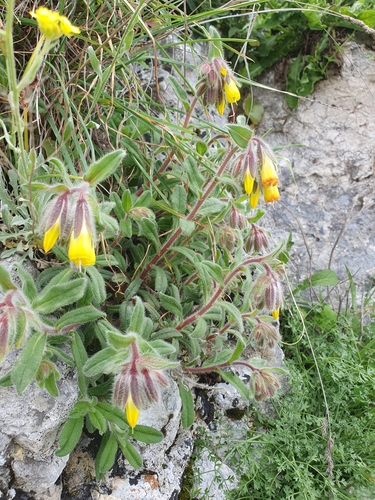 Onosma frutescens, photograph 5