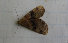 Metalectra quadrisignata