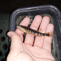 Percina nigrofasciata