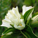 Pale Gentian - Photo (c) Peter Gorman, some rights reserved (CC BY-NC-SA)