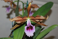 Cattleya tenebrosa
