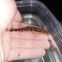 Percina nigrofasciata