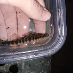 Percina nigrofasciata