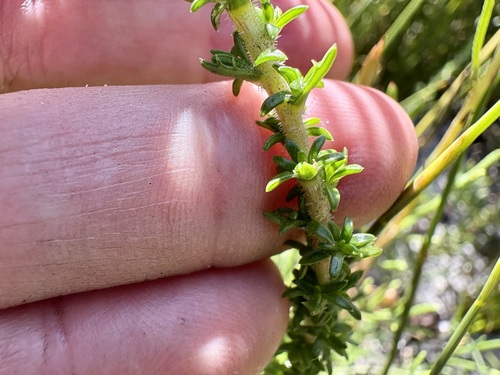 Image of Roella ciliata by (c) Charleen Brunke, some rights reserved (CC BY)