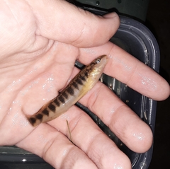 Percina nigrofasciata