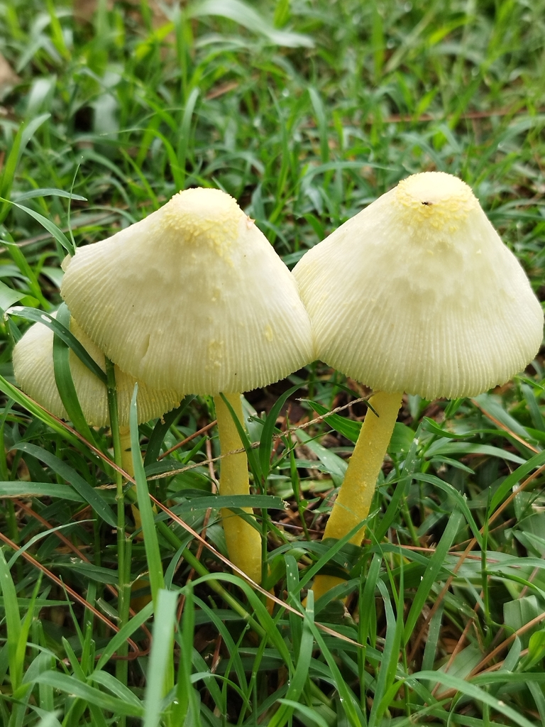 Leucocoprinus birnbaumii · March 2025 · photo: © seba_fornes (iNaturalist, cc-by)