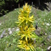 Great Yellow Gentian - Photo (c) Udo Schmidt, some rights reserved (CC BY-SA)