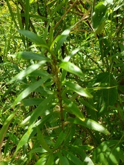 Hygrophila costata