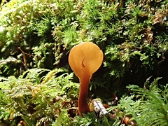 Spathulariopsis velutipes