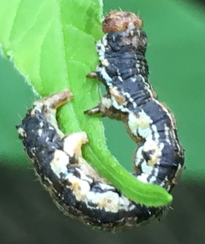 Small Phigalia Moth photo 5