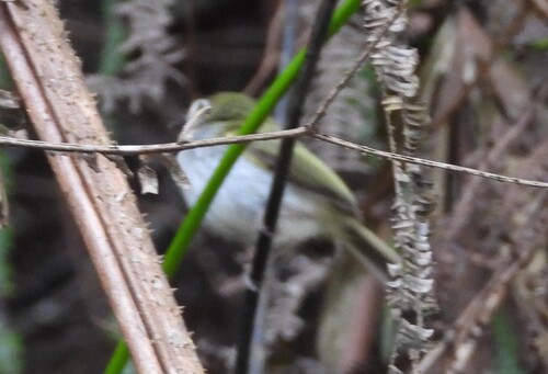 Black-throated Tody-Tyrant (Hemitriccus granadensis), photo 2