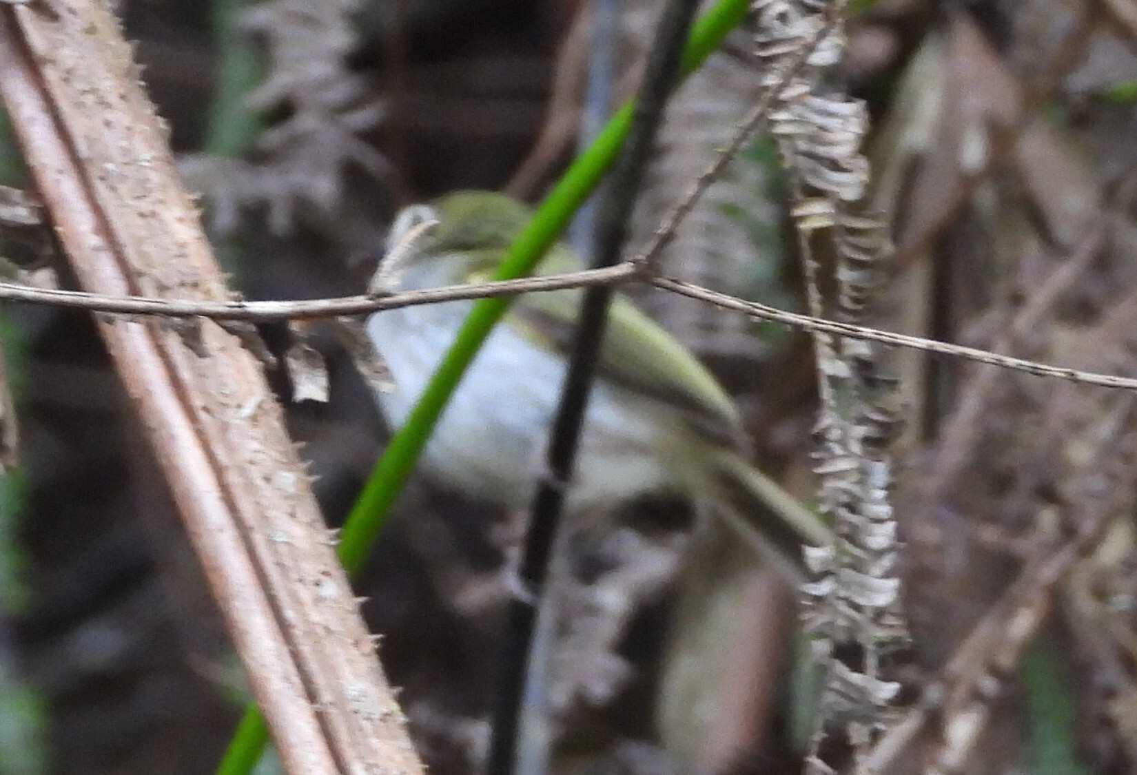 Black-throated Tody-Tyrant (Hemitriccus granadensis), photo 2