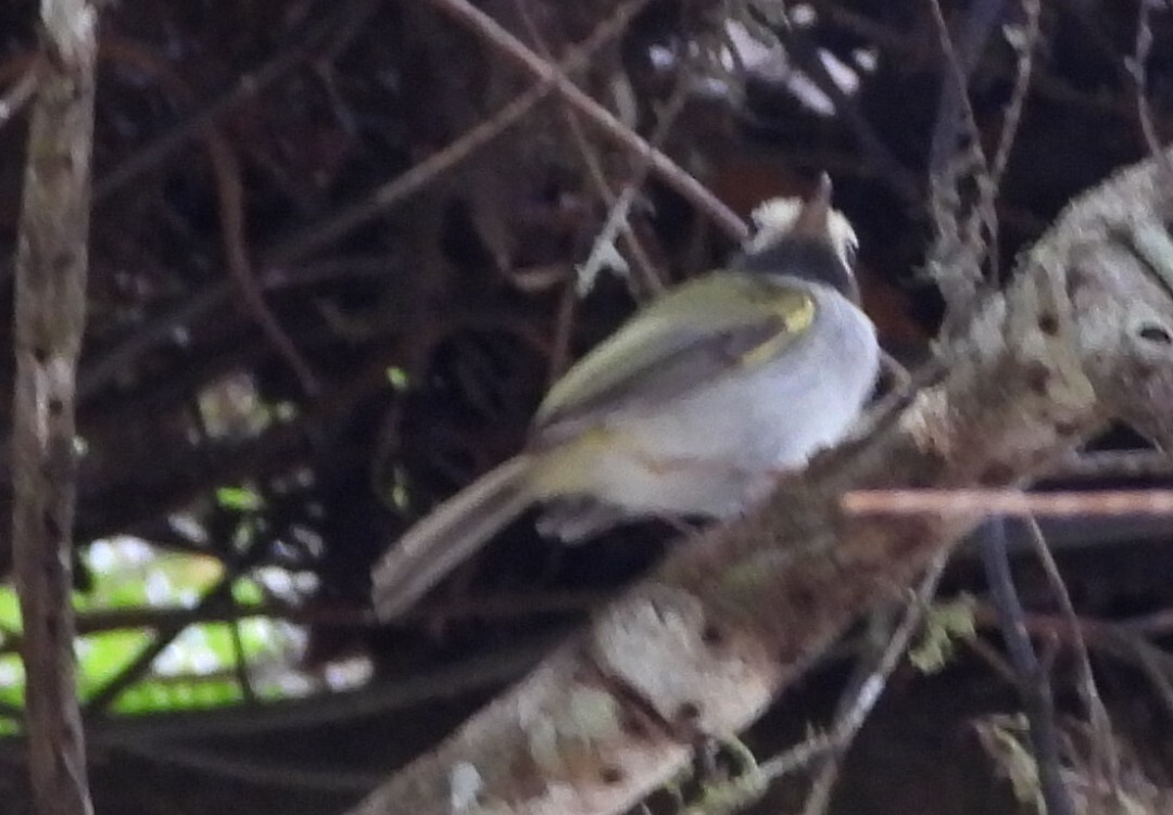 Black-throated Tody-Tyrant (Hemitriccus granadensis), photo 3