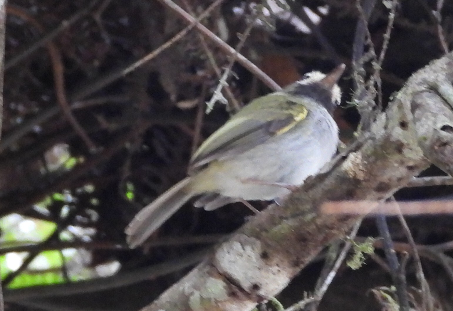 Black-throated Tody-Tyrant (Hemitriccus granadensis), photo 4