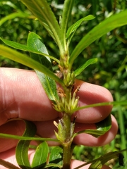Hygrophila costata